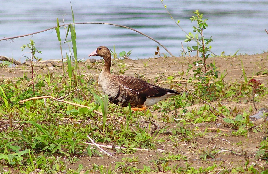 P4890388：マガン_R