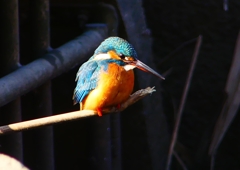 P1690485：カワセミ（メス）_R