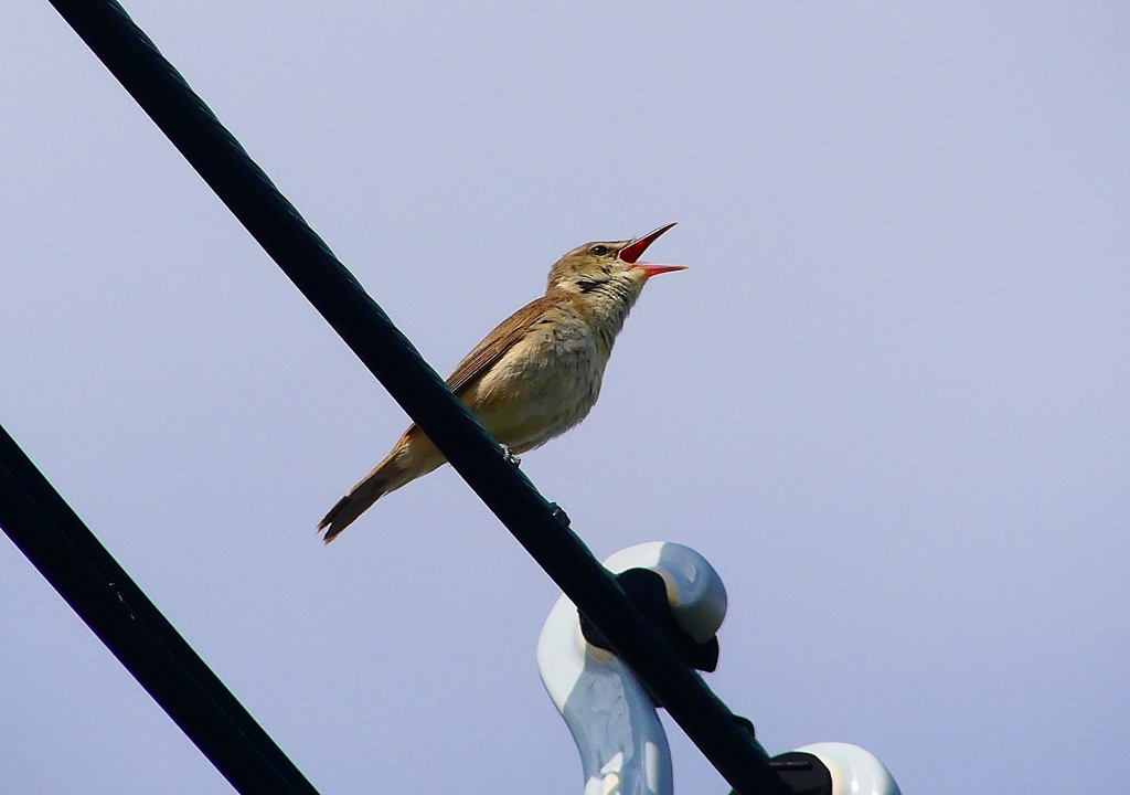 P4990722：オオヨシキリ_R