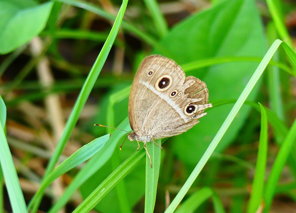 P4240432：ヒメジャノメ_R