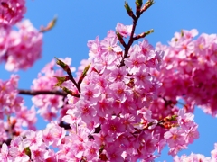 P3910010：河津桜_R