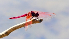 P2270228：ベニトンボ（オス）