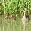 P1020596：カルガモ親子_R