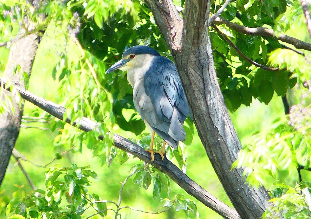 P2010717：ゴイサギ_R