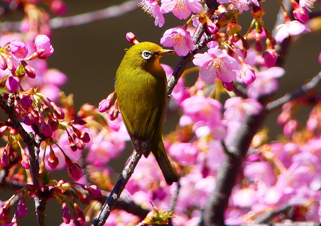 P1880116：河津桜にメジロ_R