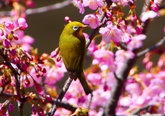 P1880116：河津桜にメジロ_R