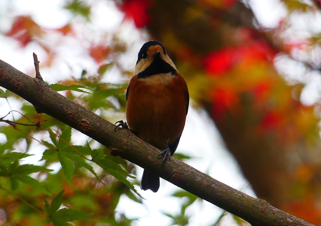 P1490074：ヤマガラ_R