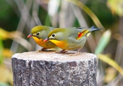 P1600295：ソウシチョウ_R