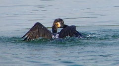 P1110827：カワウのバトル_R