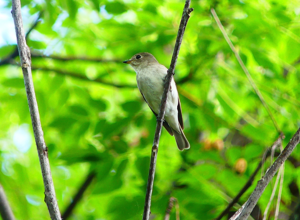 P4130160：コサメビタキ_R