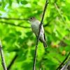 P4130160：コサメビタキ_R
