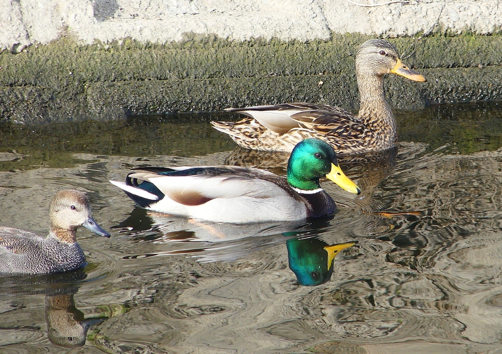 P1570774：マガモ_R