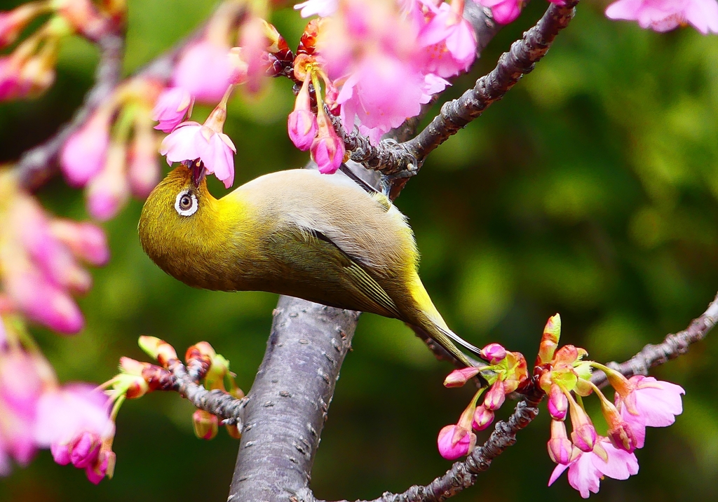 P4770401：メジロ＜河津桜＞_R