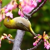P4770401：メジロ＜河津桜＞_R