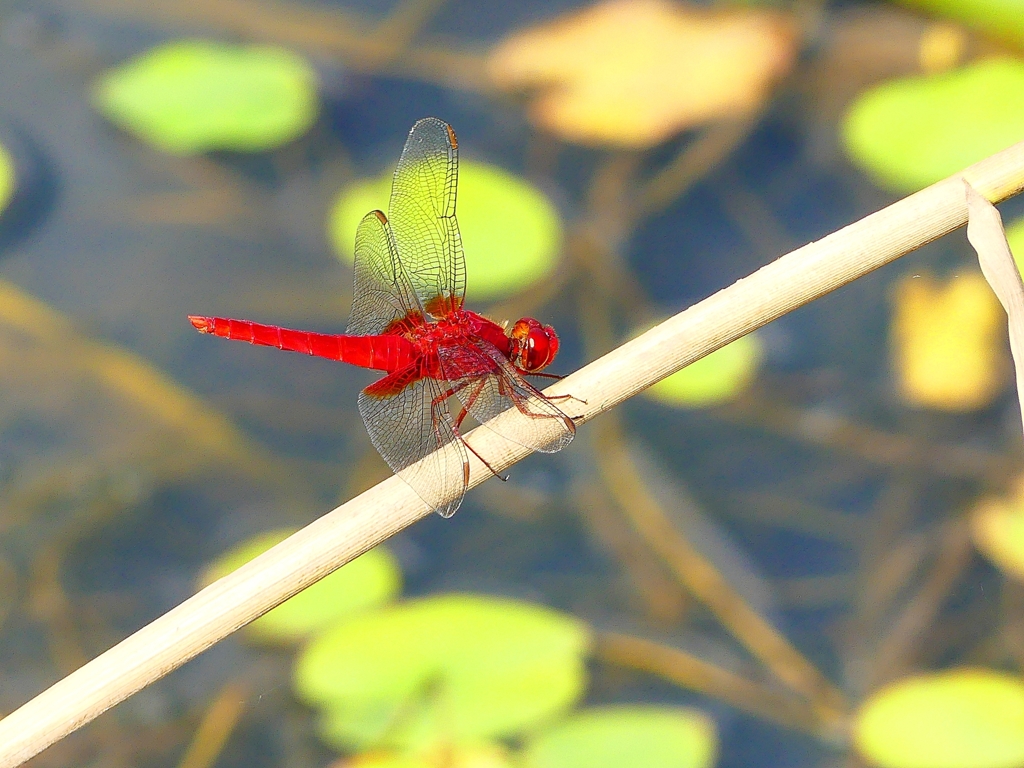 P1080719：ショウジョウトンボ（オス）_R