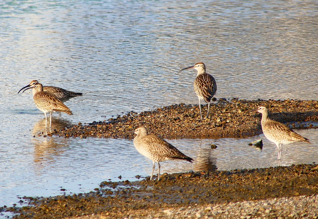 P4950422：チュウシャクシギ_R