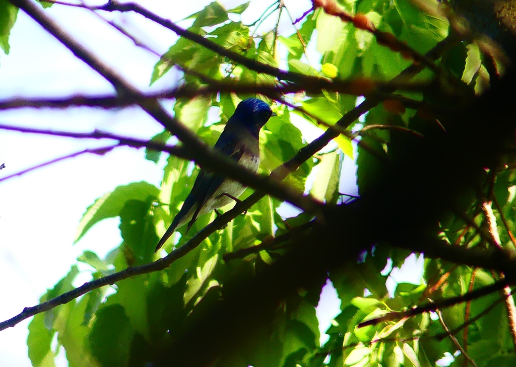 P4920637：オオルリ（オス）_R