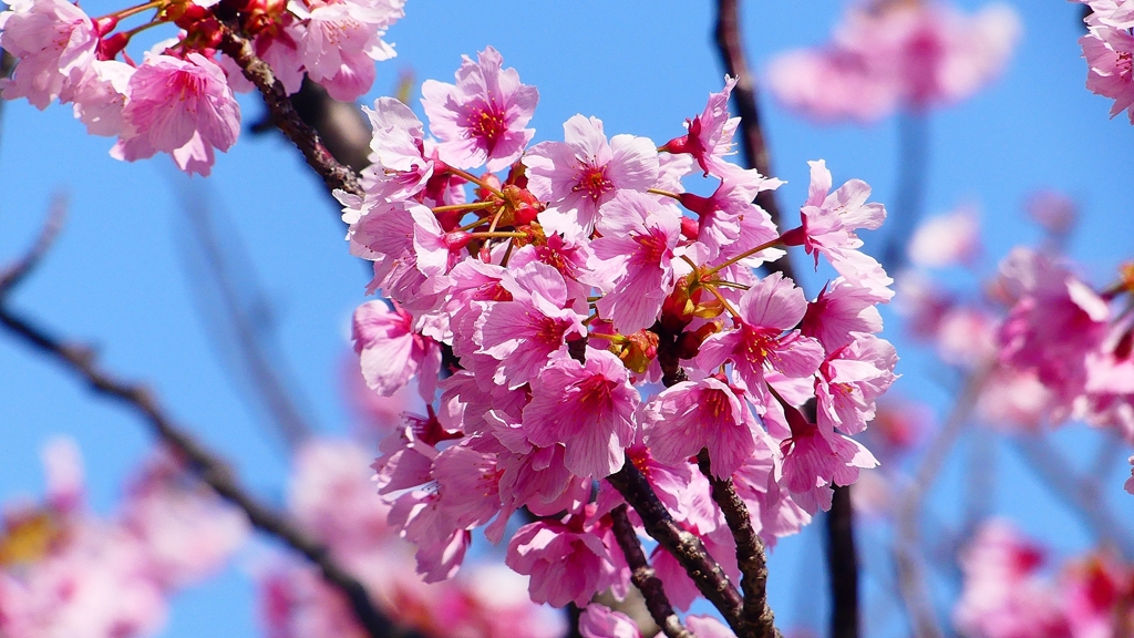 P1900244：桜（ピンク色）_R