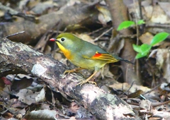 P1390102：ソウシチョウ_R