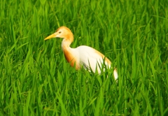 P1050721：アマサギ_R