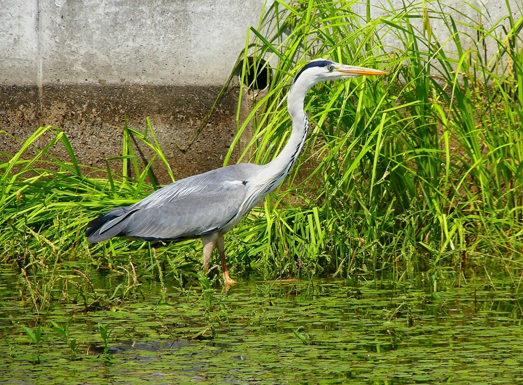 P4990775：アオサギ_R