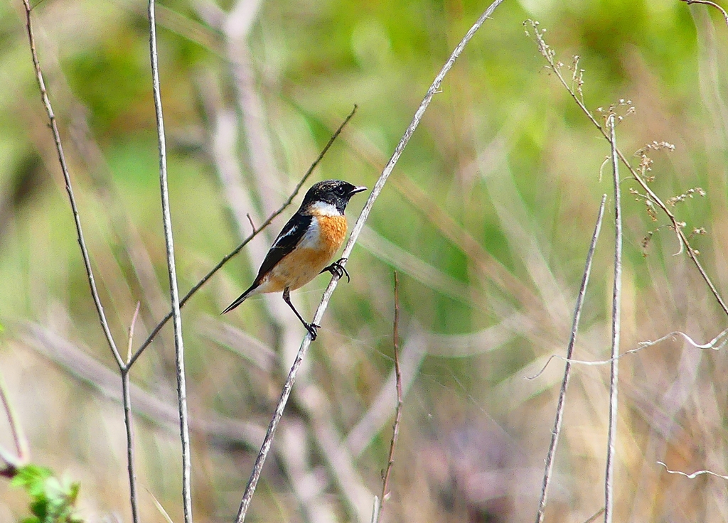 P4860023：夏羽ノビタキ（オス）_R