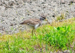 P5000069：ケリ（幼鳥）_R