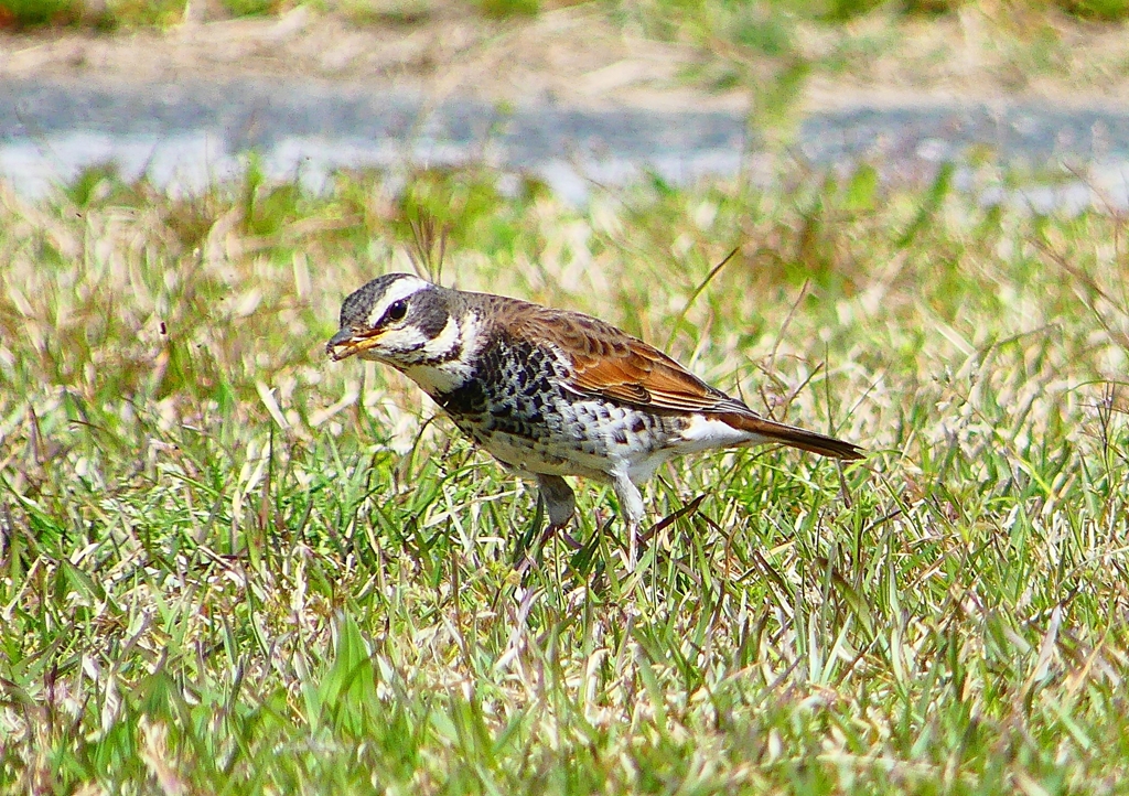 P1910404：ツグミ_R