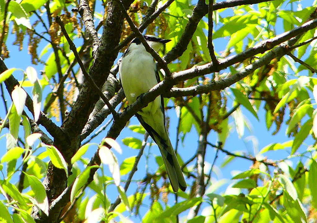 P1960134：サンショウクイ_R