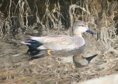P1570303：オカヨシガモ_R