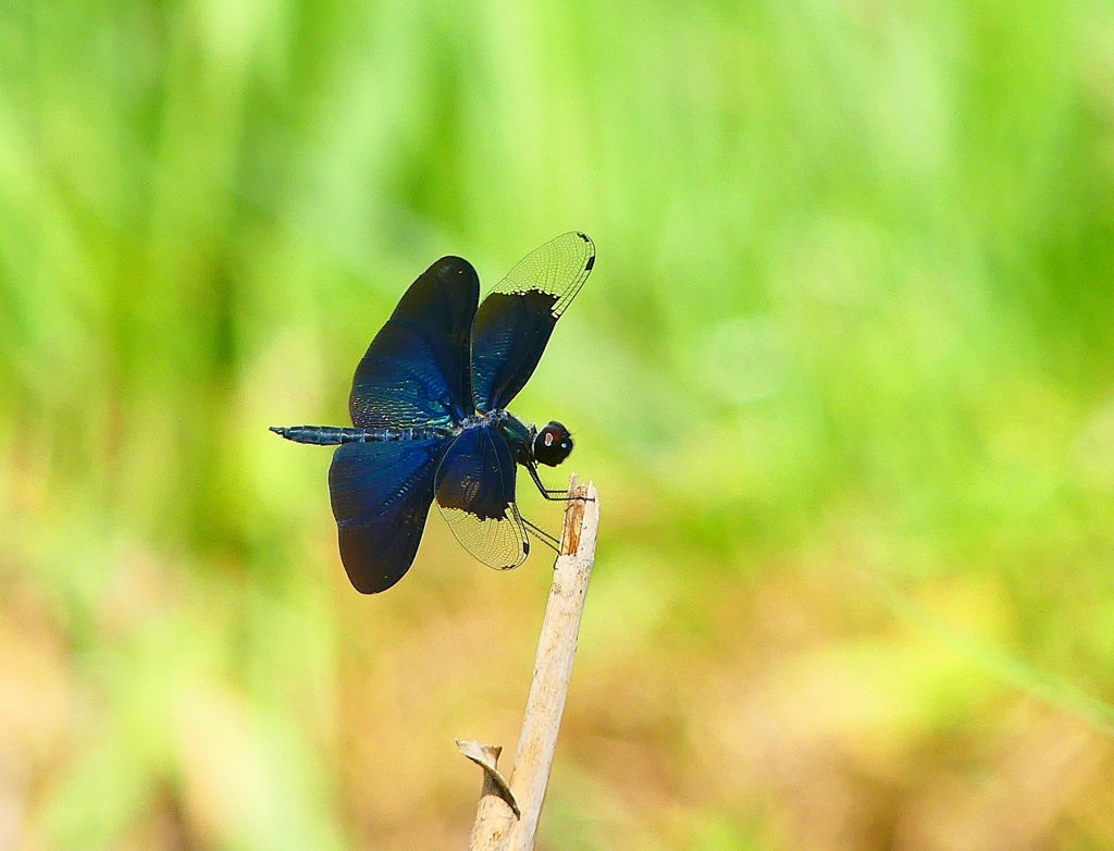 P4280765：チョウトンボ_R