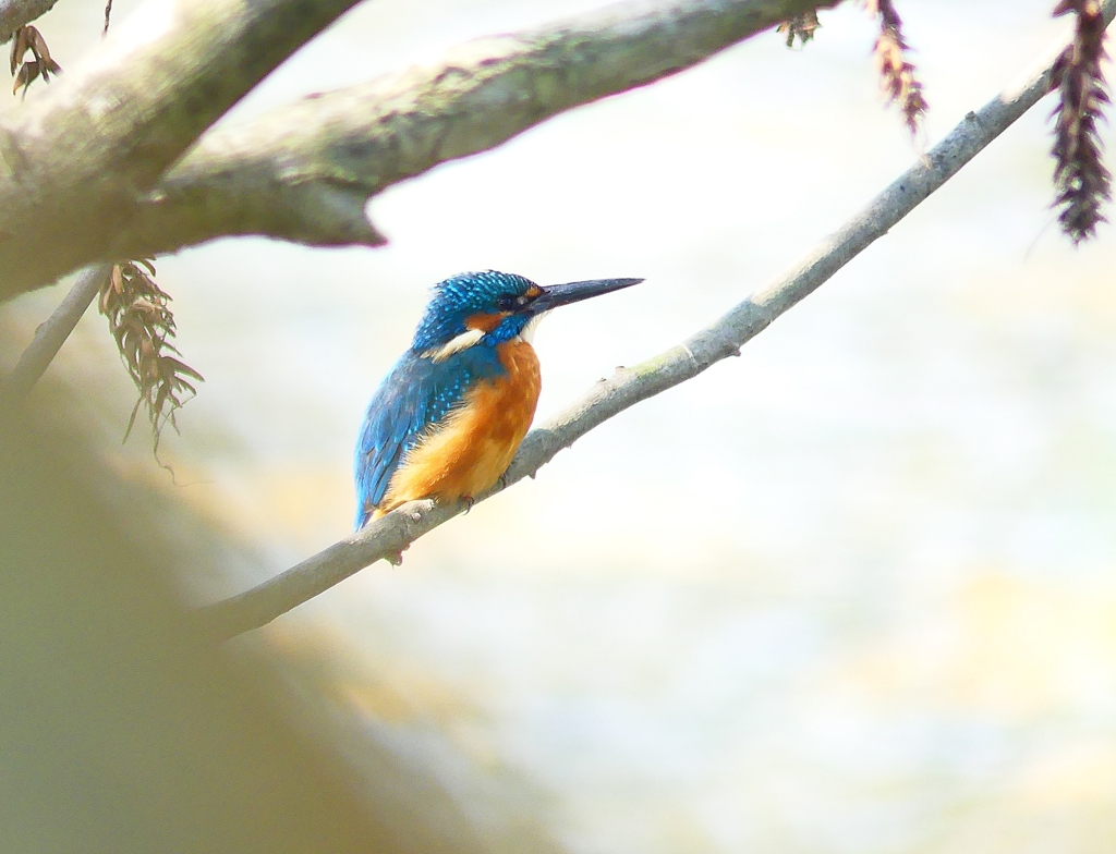 P4410384：カワセミ（オス）_R