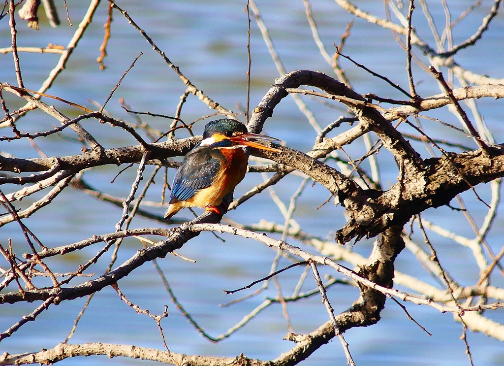 P3760495：カワセミ（メス）_R