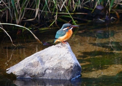 P4510586：カワセミ（メス）_R