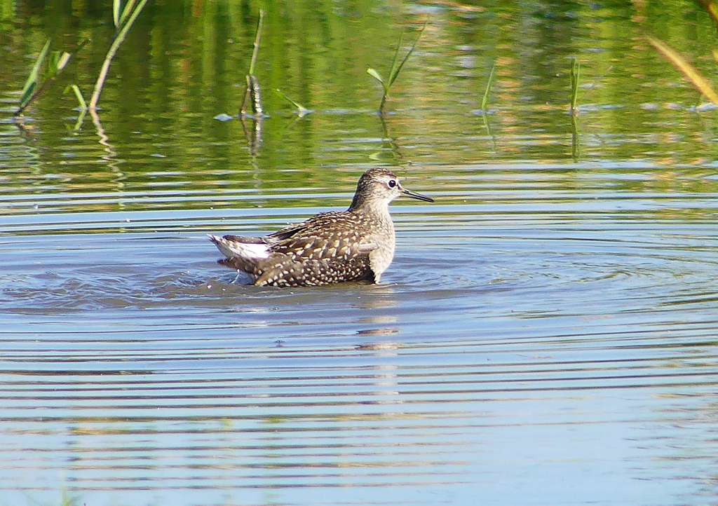 P1260041：タカブシギ_R