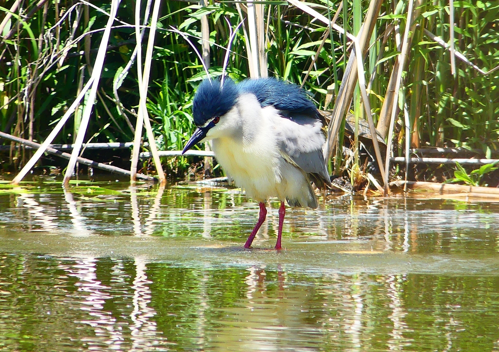 P2010781：ゴイサギ_R