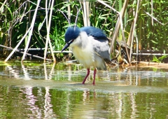 P2010781：ゴイサギ_R