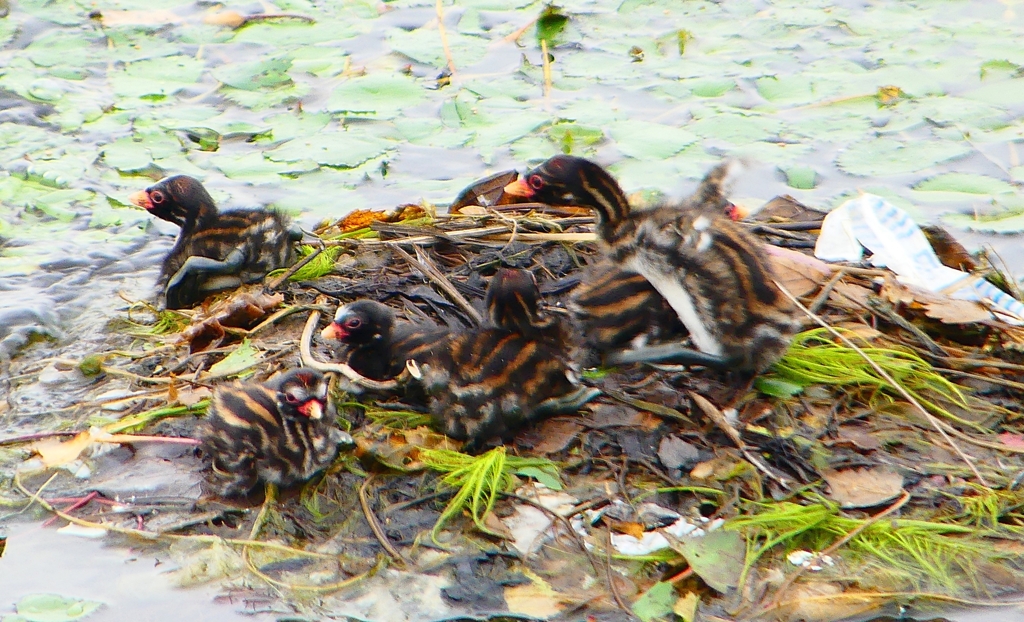 P1020760：カイツブリのヒナ_R