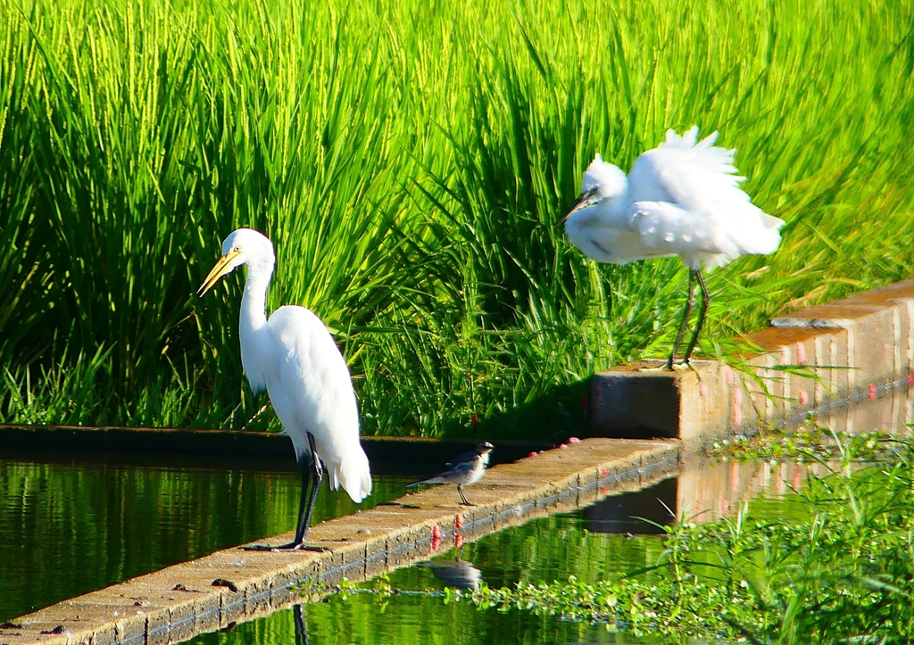 P1150063：チュウサギ、コサギ_R