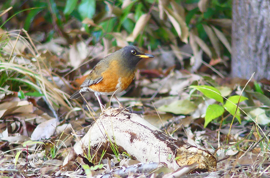 P4710495：オオアカハラ_R