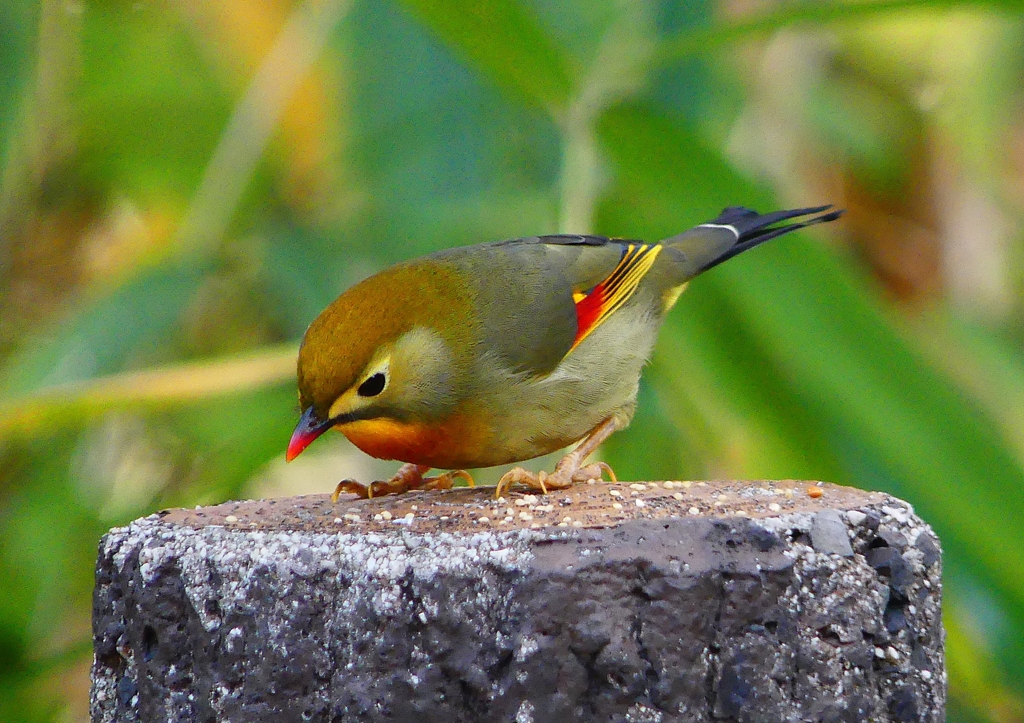 P1520469：ソウシチョウ_R