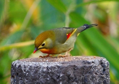 P1520469：ソウシチョウ_R