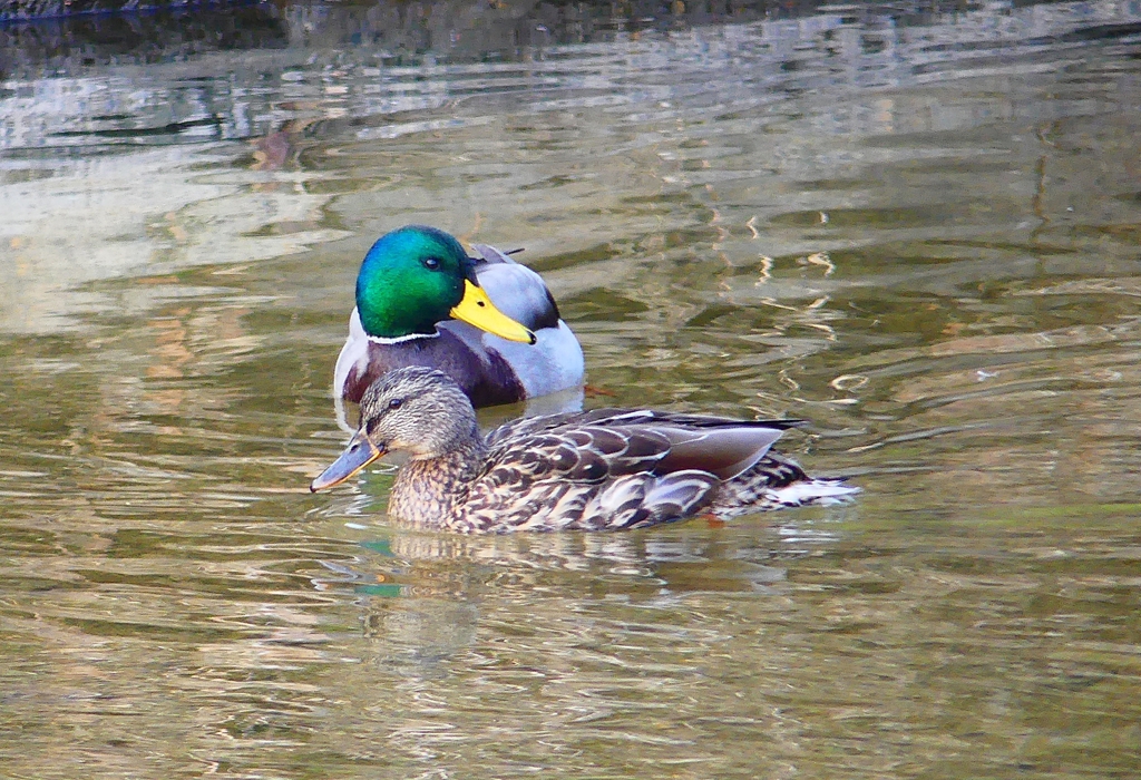 P4510512：マガモ_R