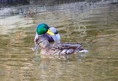 P4510512：マガモ_R