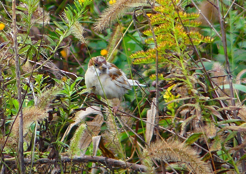P1420213：白いスズメ_R