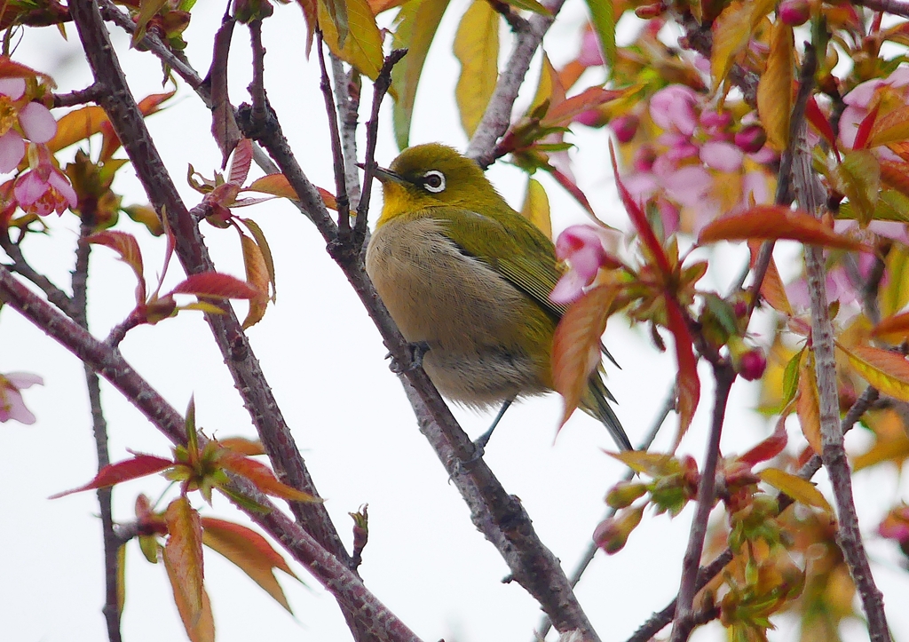 P1600027：桜メジロ_R