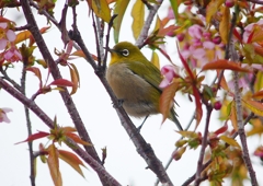 P1600027：桜メジロ_R