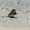 P1010058：ツバメ（幼鳥）_R