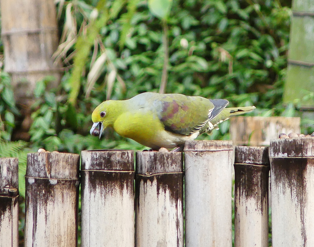 P3860487：アオバト（オス若鳥）_R