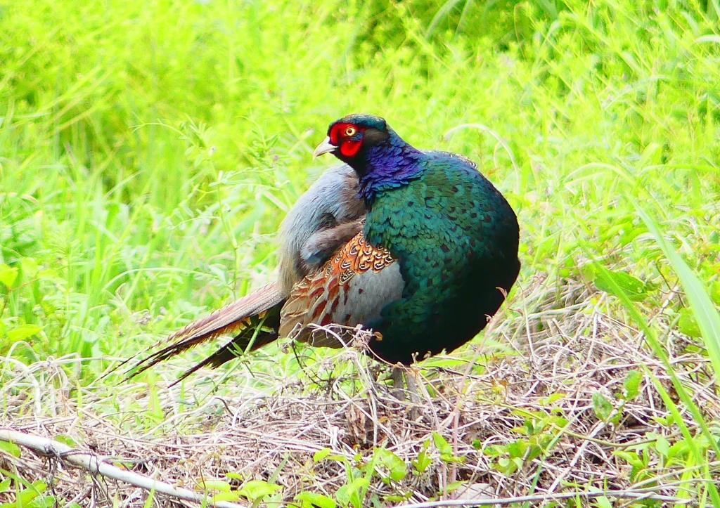 P1970416：キジ（オス）_R